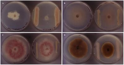 An antibiotic produced by Pseudomonas fluorescens CFBP2392 with antifungal activity against Rhizoctonia solani